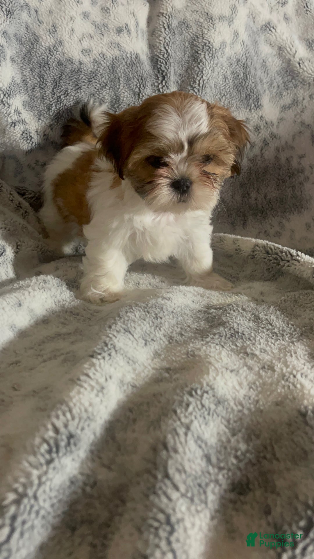 Shih Tzu dogs for sale: Shih Tzu Puppy 1 - Ad 11