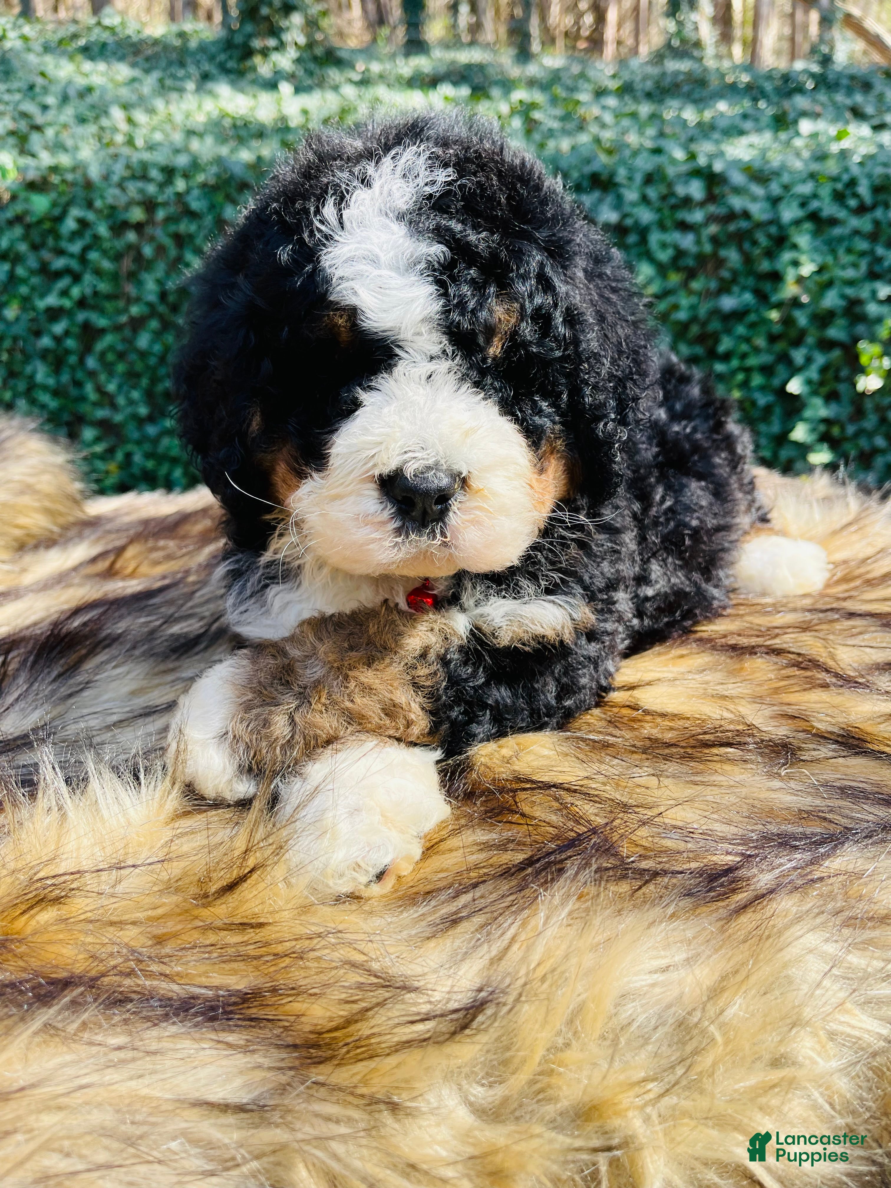 Bernedoodle dogs Bernedoodle “Cadbury” ( red collar) - Ad 15