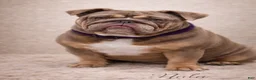 English Bulldog dogs for sale: English Bulldog Lilac Male - Ad 8