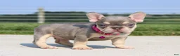 French Bulldog dogs for sale: Chanelle - Ad 5