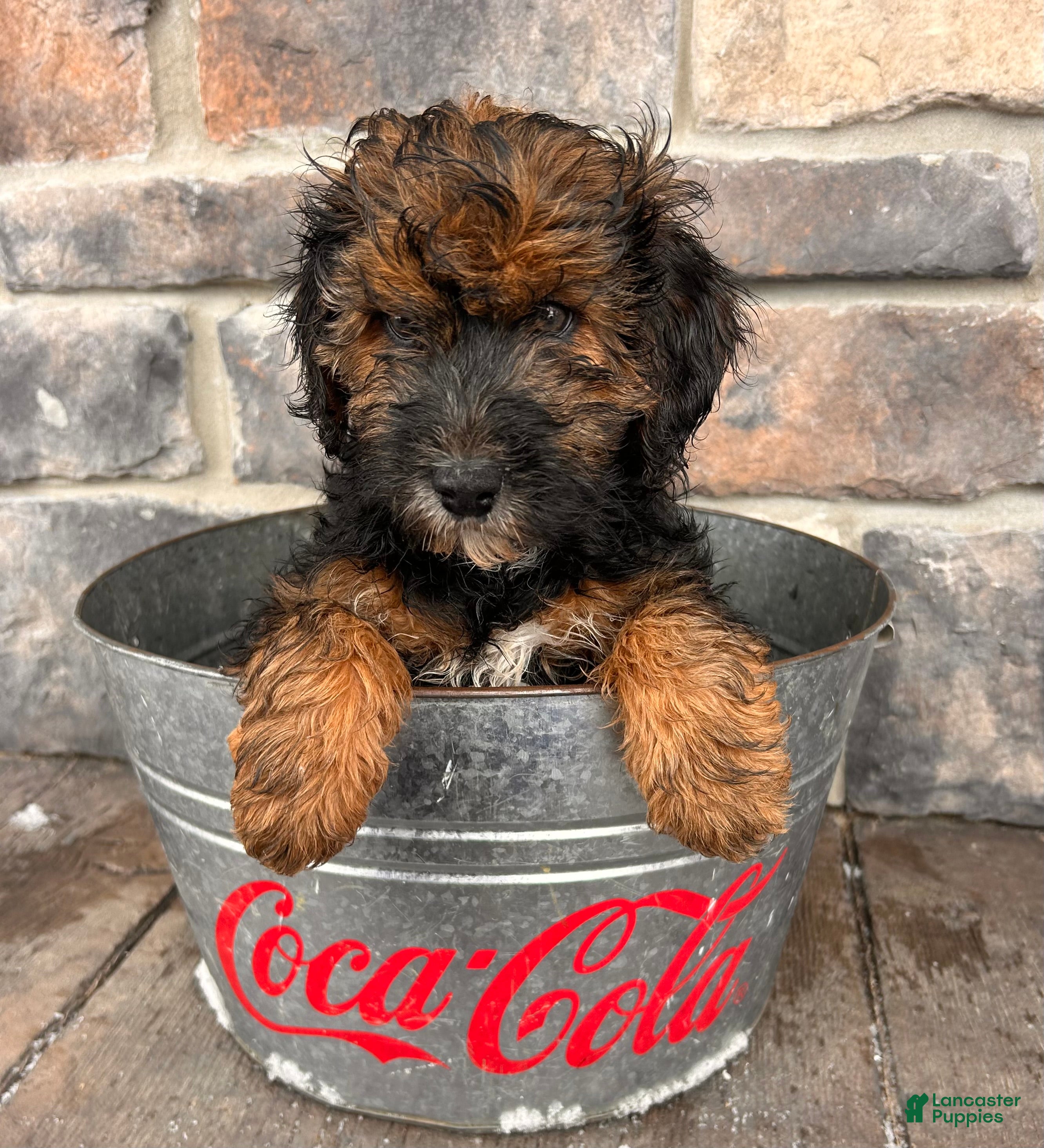 Whoodle dogs Wren - Ad 2