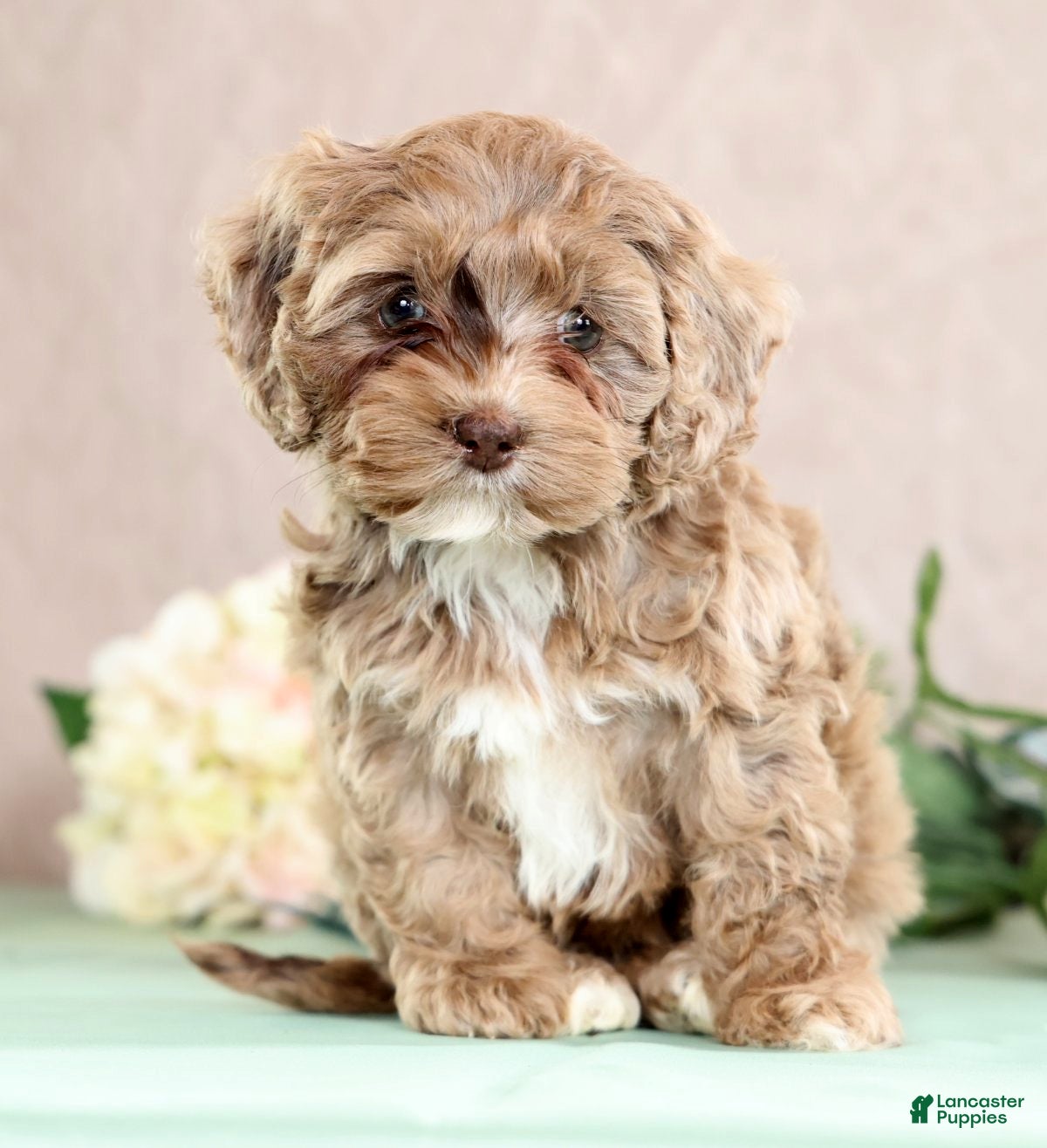 Cockapoo dogs Lettie - Ad 2