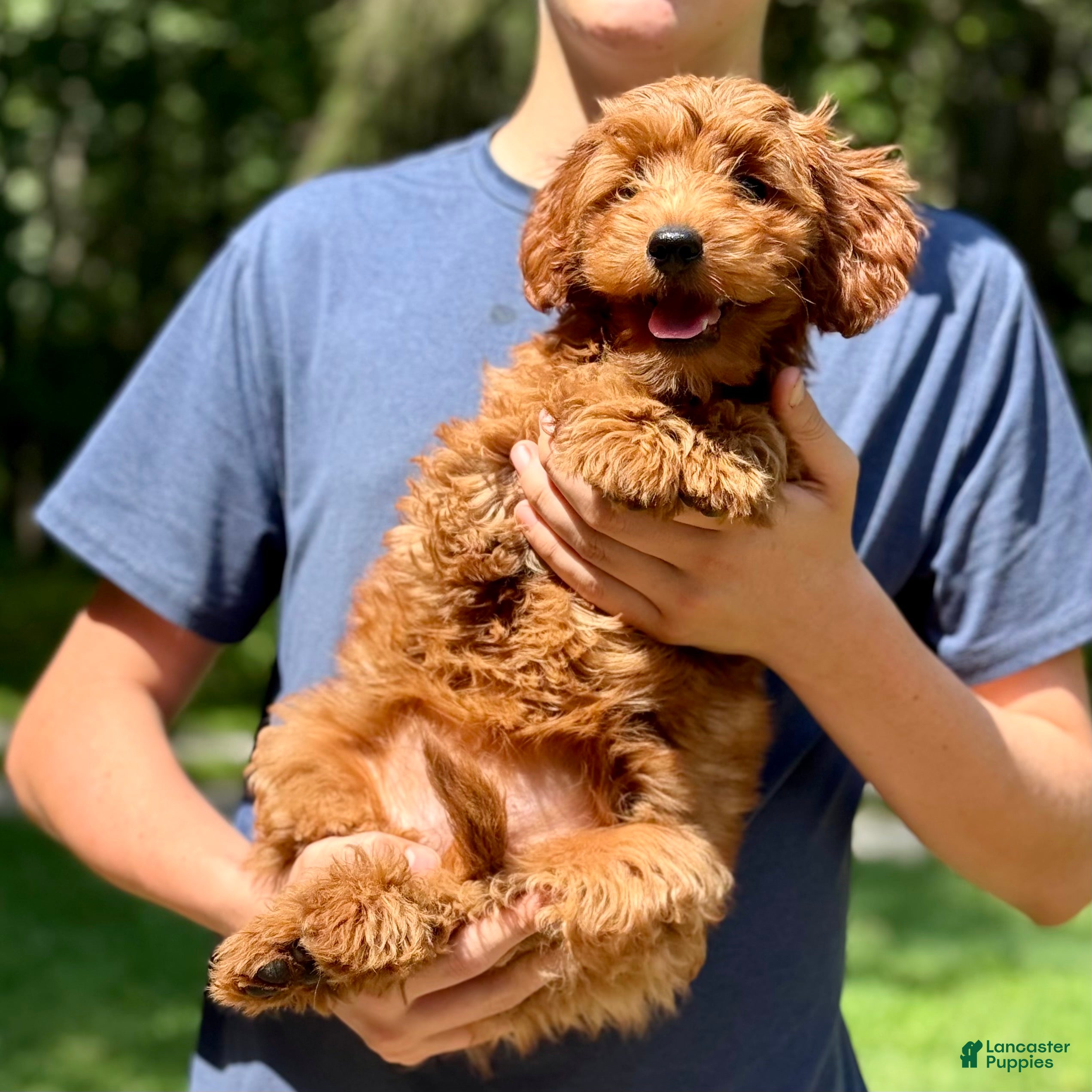 Mini Goldendoodle dogs Minnie - F1b mini girl - Ad 1