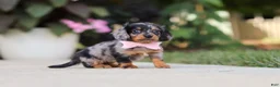 Miniature Dachshund dogs for sale: Cora - Ad 6