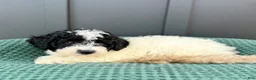Mini Goldendoodle dogs for sale: SADIE - Ad 4