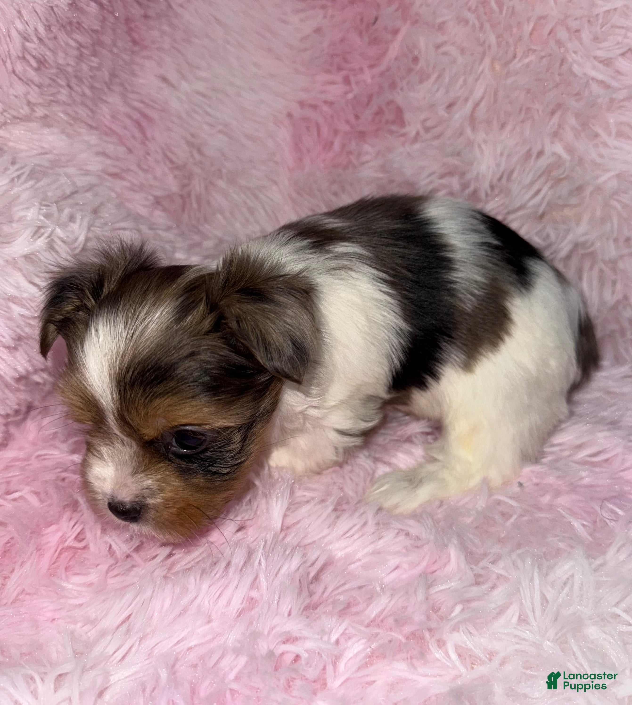 Yorkshire Terrier dogs Shimmer  - Ad 15