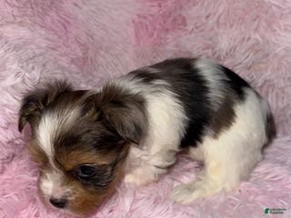 Yorkshire Terrier dogs Shimmer - Ad 14