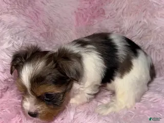 Yorkshire Terrier dogs Shimmer - Ad 15