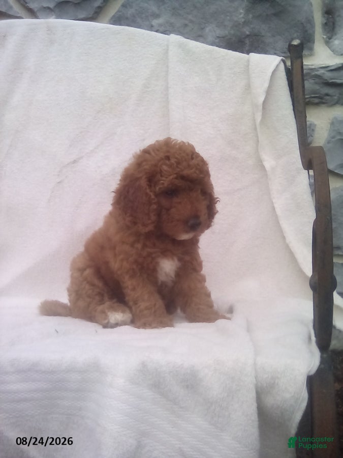 Mini Goldendoodle dogs Richy - Ad 2