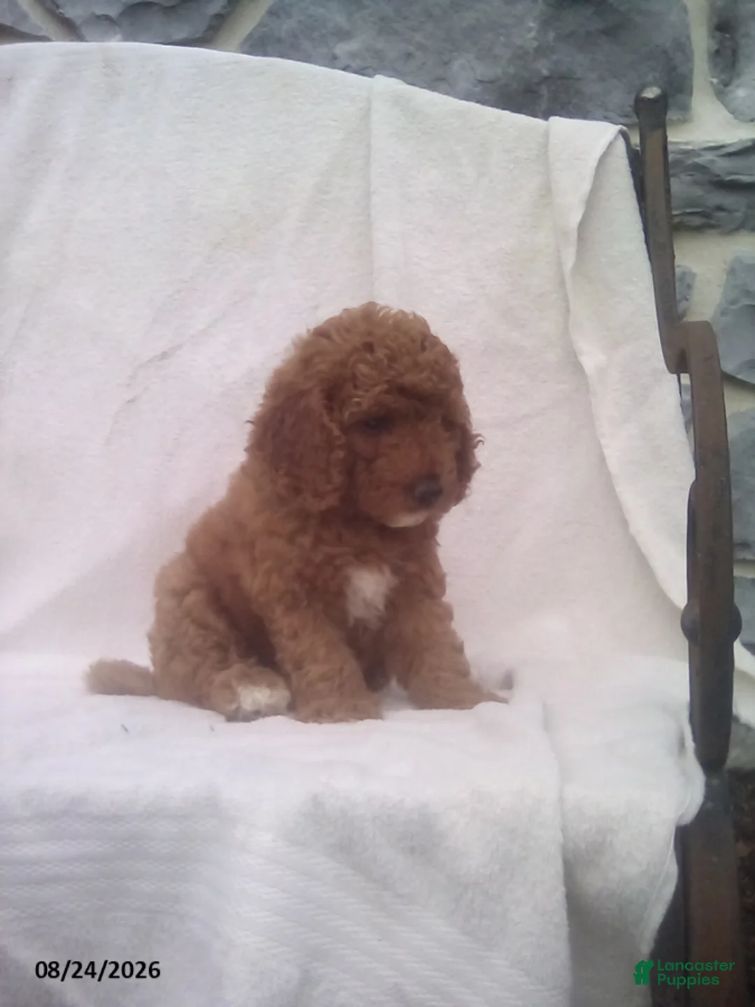 Mini Goldendoodle dogs for sale: Richy - Ad 2