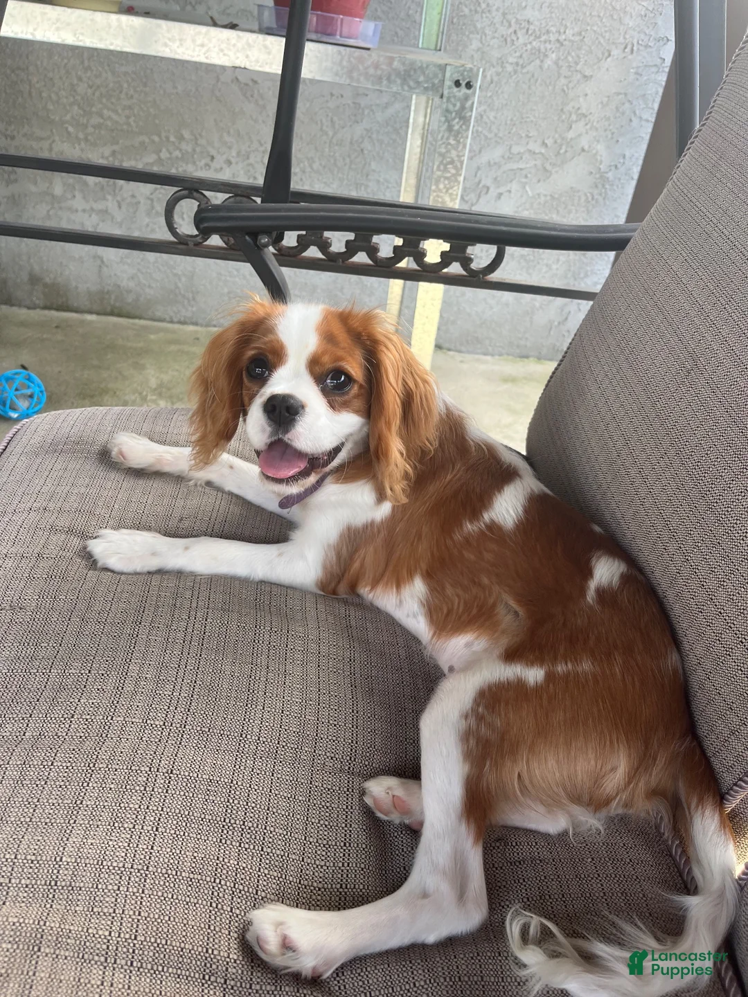Cavalier King Charles Spaniel dogs for sale: Cavalier King Charles Spaniel 1 - Ad 5