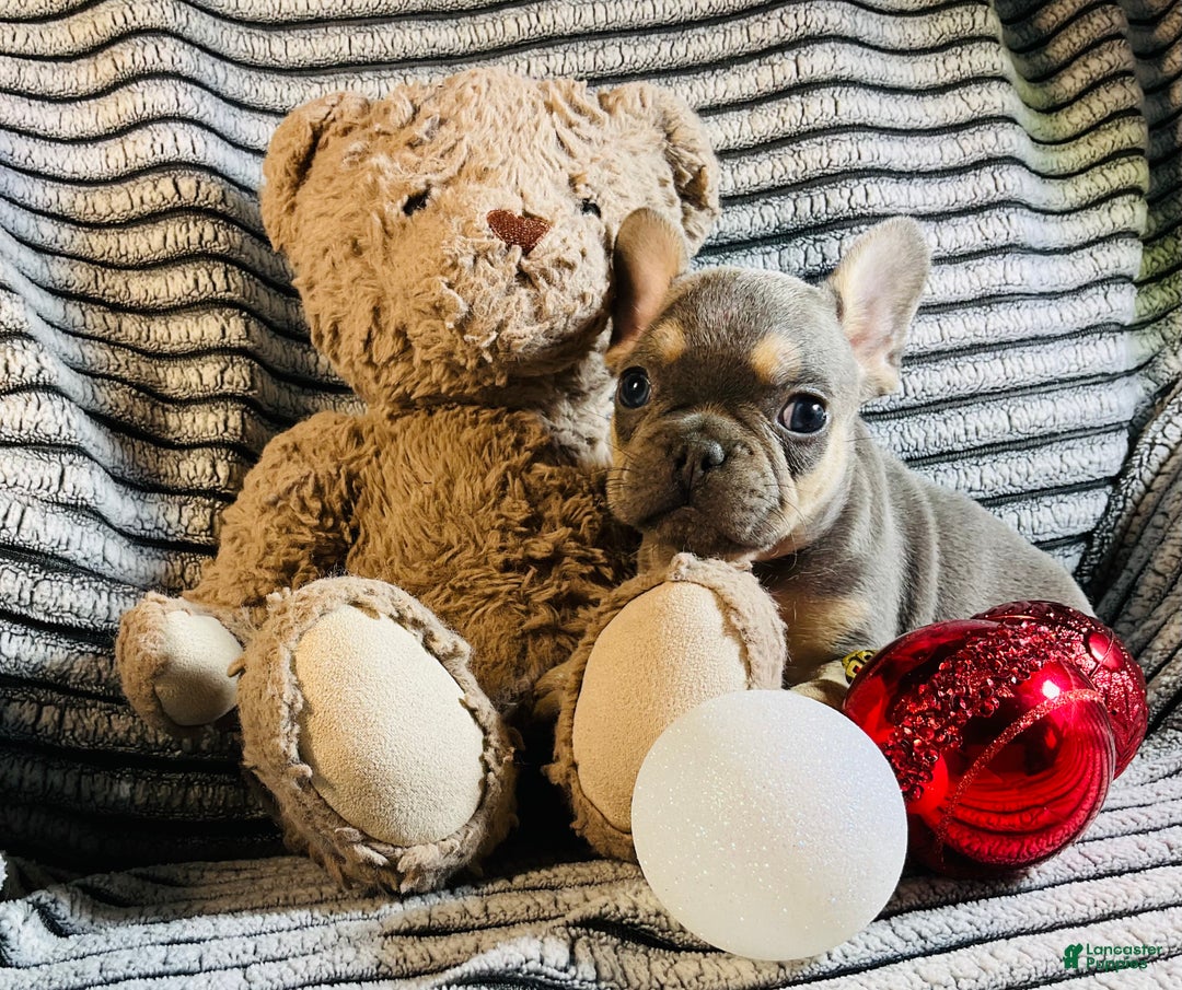 French Bulldog dogs for sale: PABLO - Ad 11