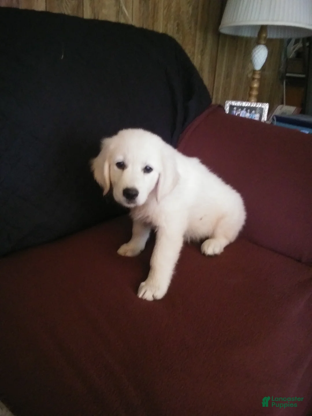 Golden Retriever dogs for sale: Sam - Ad 1