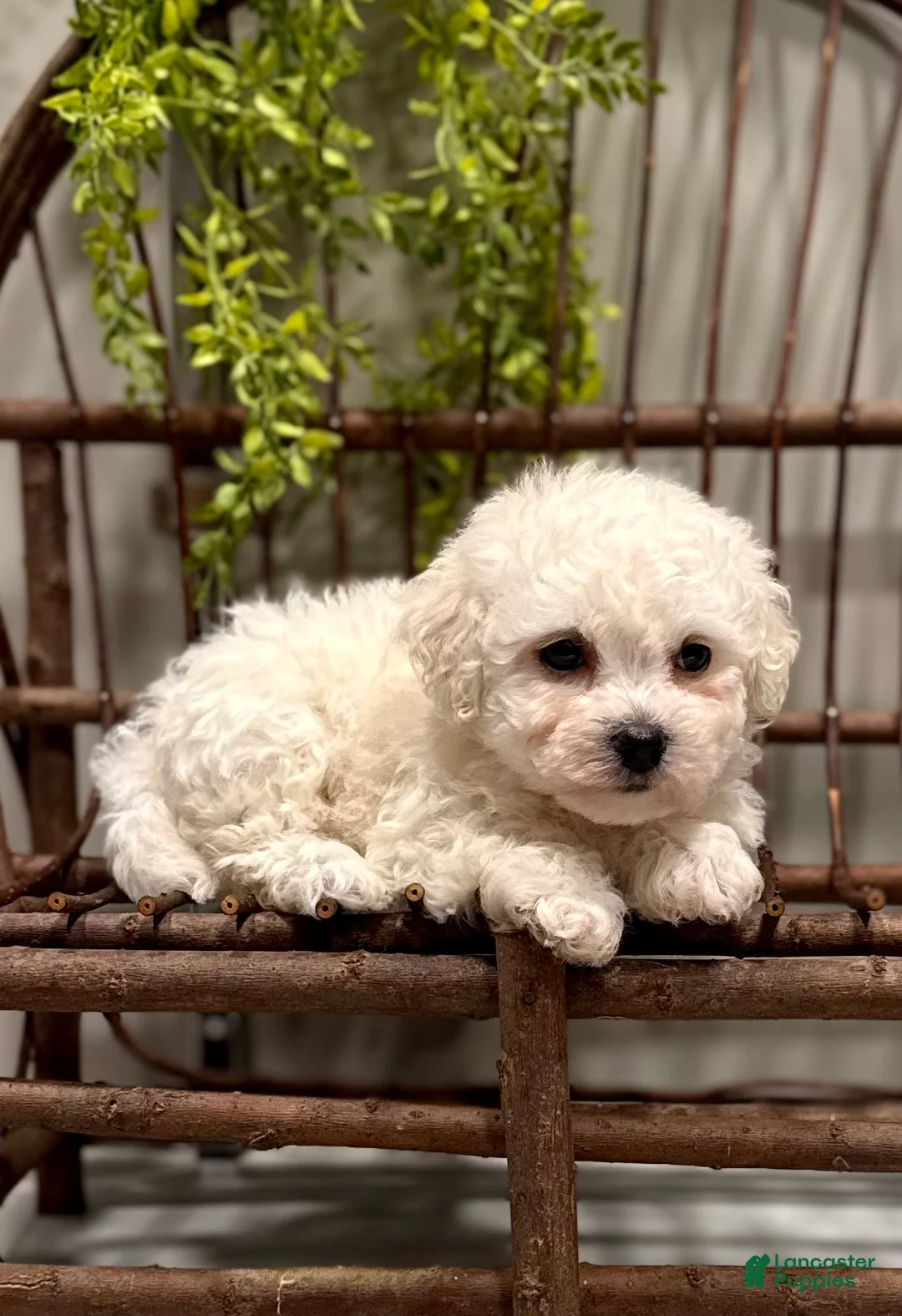 Bichon Frise dogs for sale: ACA Mason - Ad 6