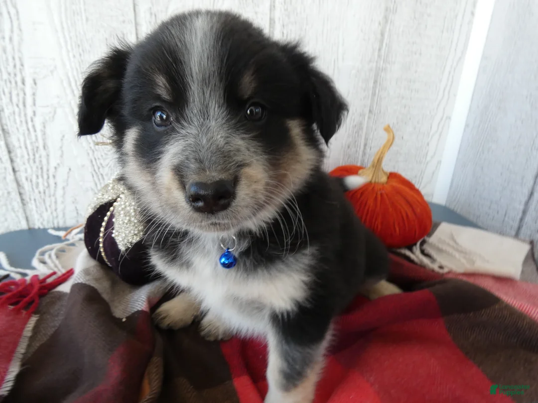 Australian Cattle Dog dogs for sale: Australian Cattle Dog 2 Scotty - Ad 2