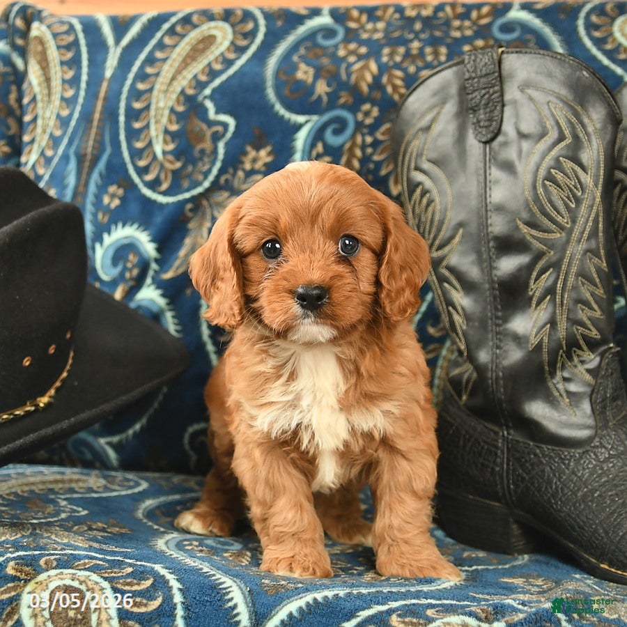 Cavapoo dogs Theo  - Ad 2
