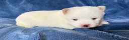 Pomsky dogs for sale: Othello - Ad 2