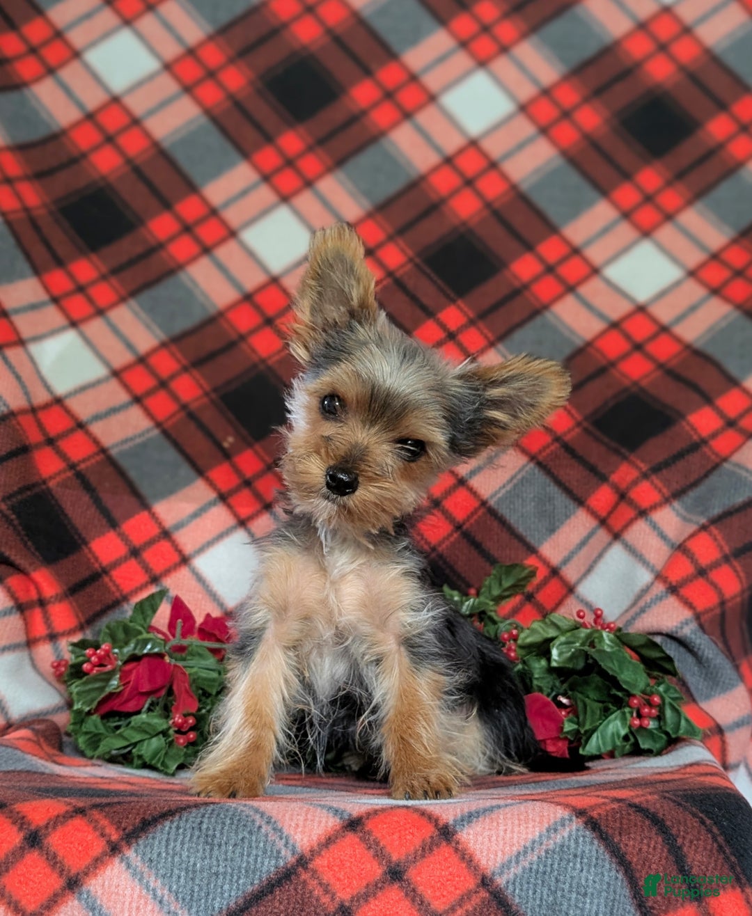 Yorkshire Terrier dogs for sale: Quaid Teacup - Ad 6