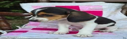 Beagle dogs for sale: Bonnie - Ad 3