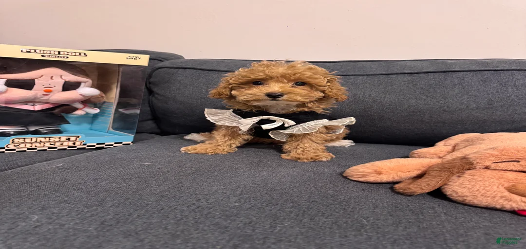 Gallery Image {{count}}