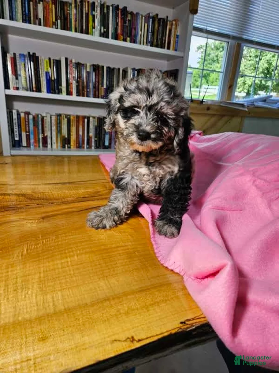 Mixed Breed dogs for sale: Speckles - Ad 6