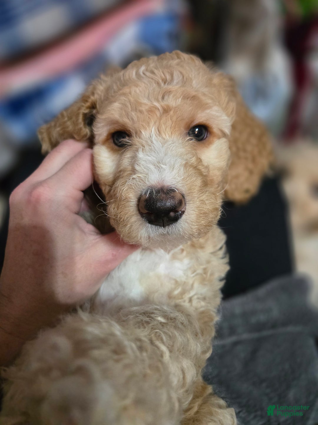 Mixed Breed dogs for sale: Aj - Ad 3