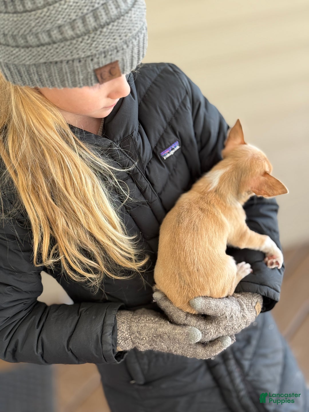 Chihuahua dogs for sale: Quincy - Ad 12