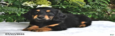 Trixie