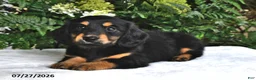 Miniature Dachshund dogs for sale: Trixie - Ad 1