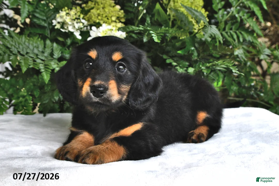 Miniature Dachshund dogs for sale: Trixie - Ad 1