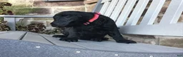 Goldendoodle dogs for sale: Dixie - Ad 6