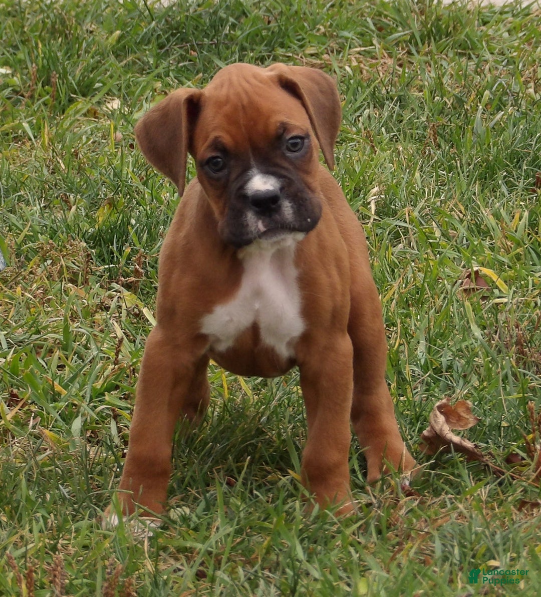 Boxer dogs for sale: Blaze - Ad 2