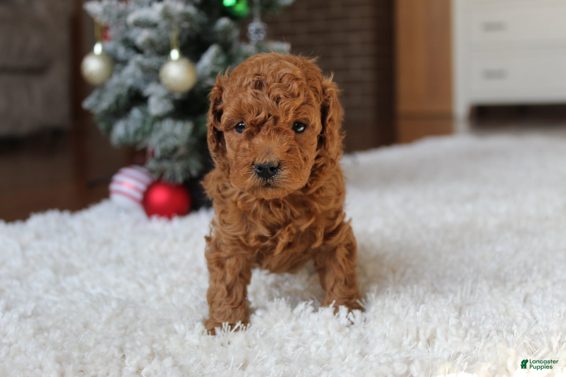 Toy Poodle dogs Connor - Ad 38