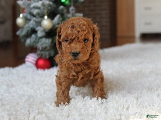 Toy Poodle dogs Connor - Ad 10