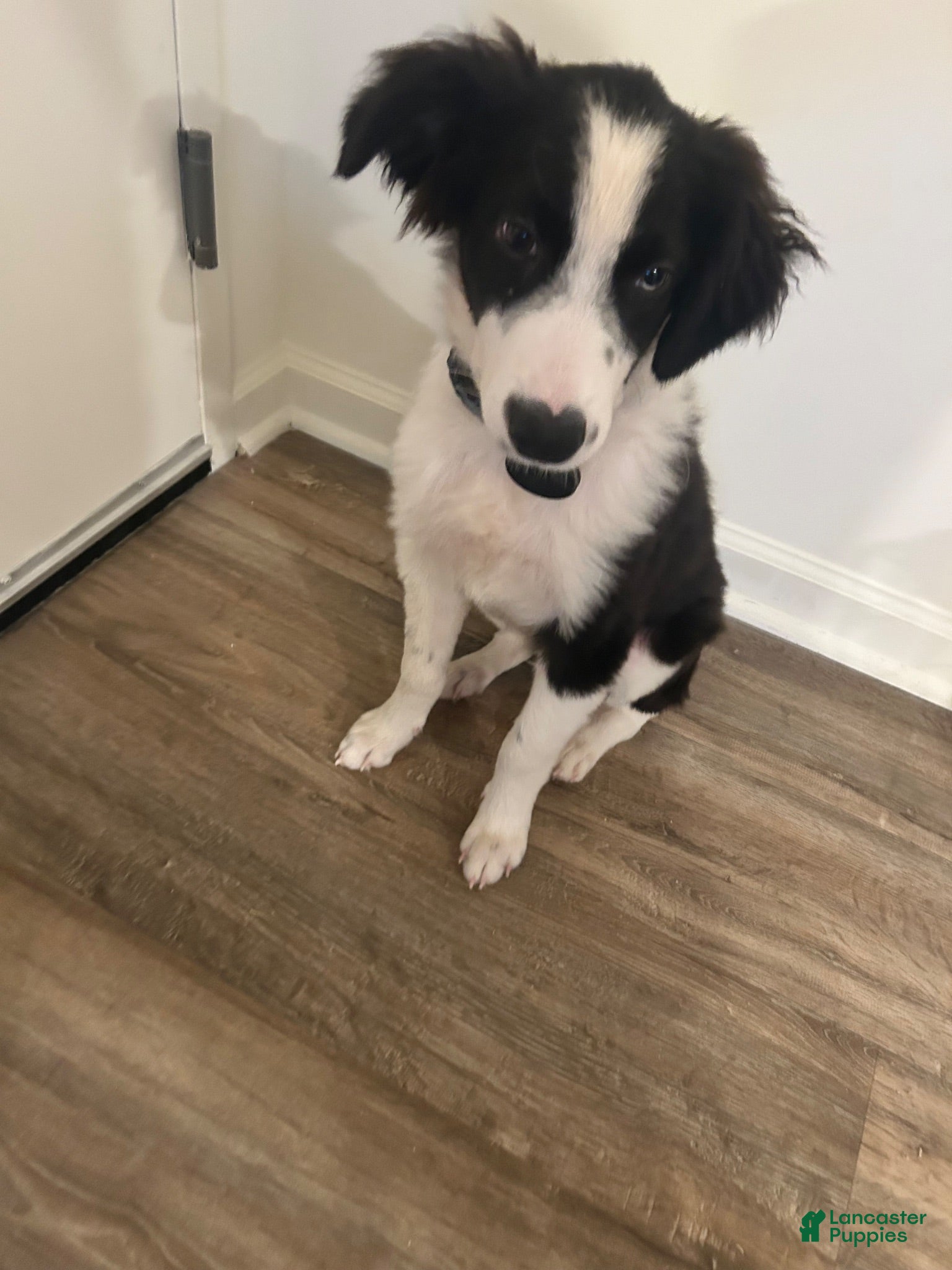 Australian Shepherd dogs Australian Shepherd 1 - Ad 14