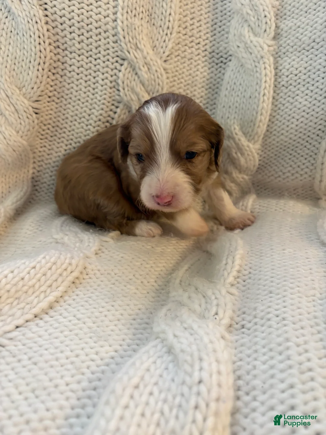 Mini Aussiedoodle dogs for sale: Mini Aussiedoodle Puppy 4 - Ad 7