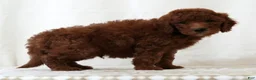 Mini Goldendoodle dogs for sale: Jasper - Ad 4