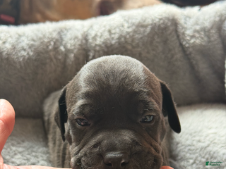 American Bully dogs - Ad 3