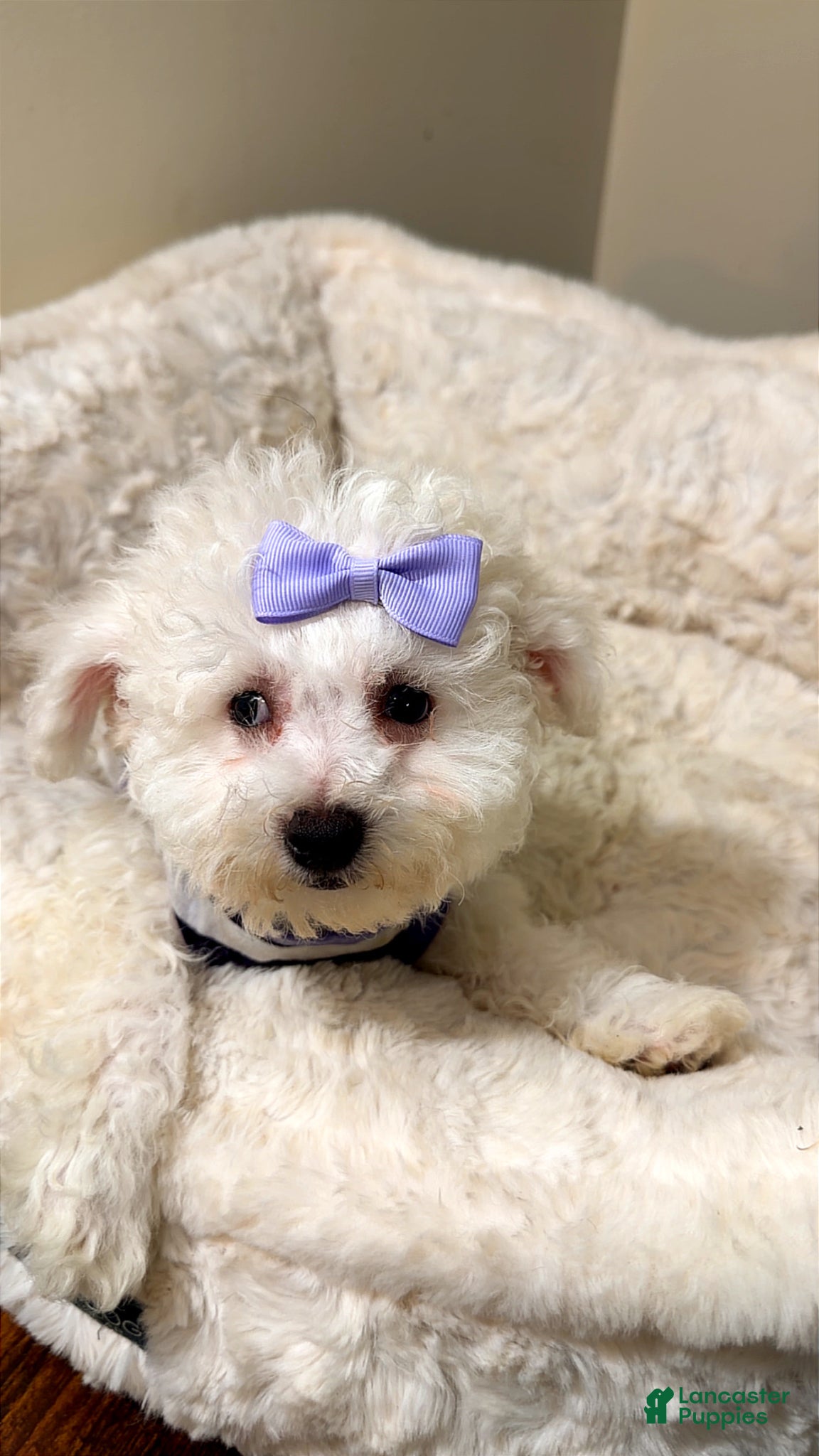 Maltipoo dogs Dream Bella  - Ad 4