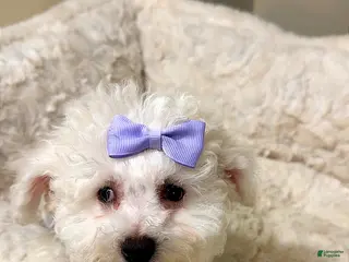 Maltipoo dogs Dream Bella - Ad 4