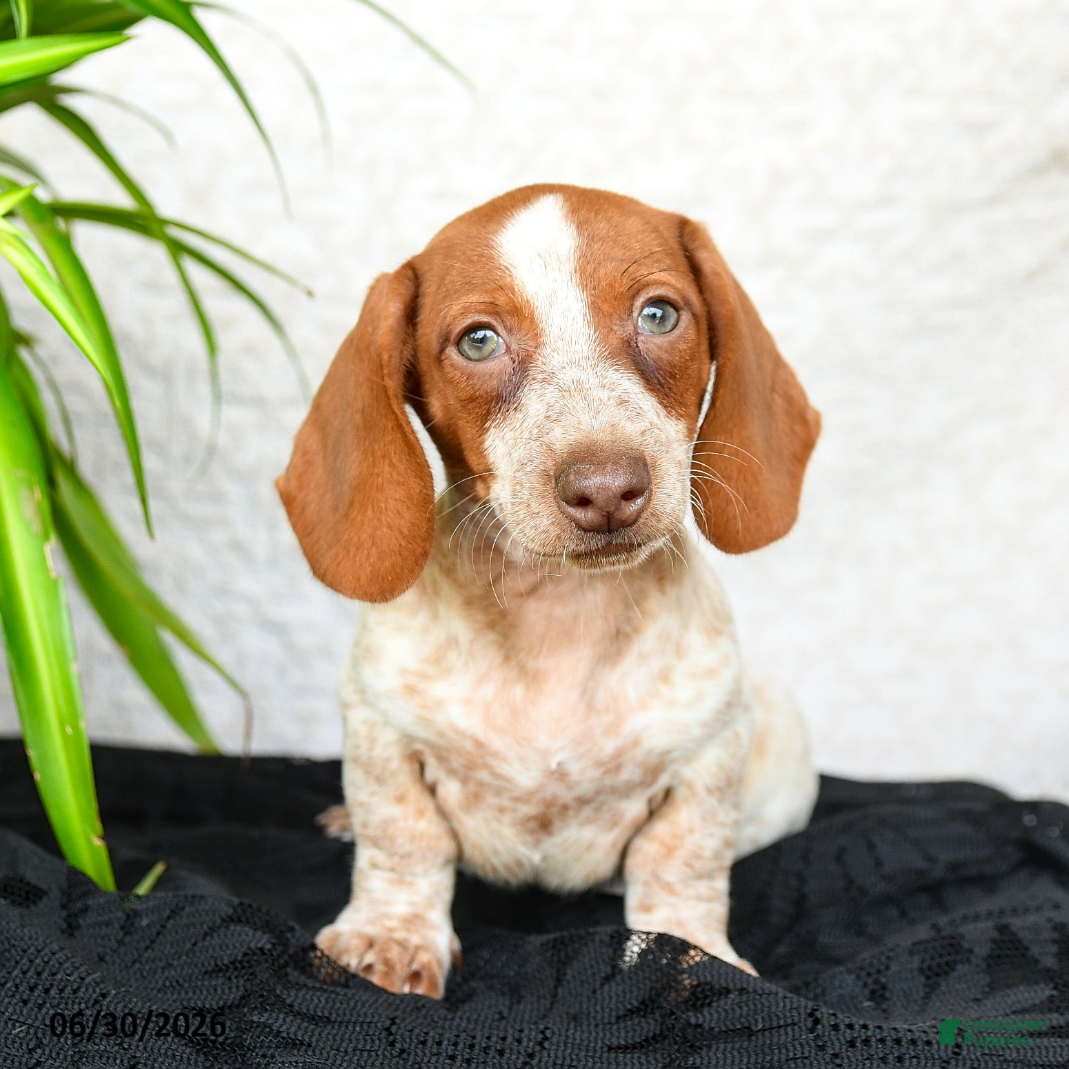 Miniature Dachshund dogs Willow - Ad 2