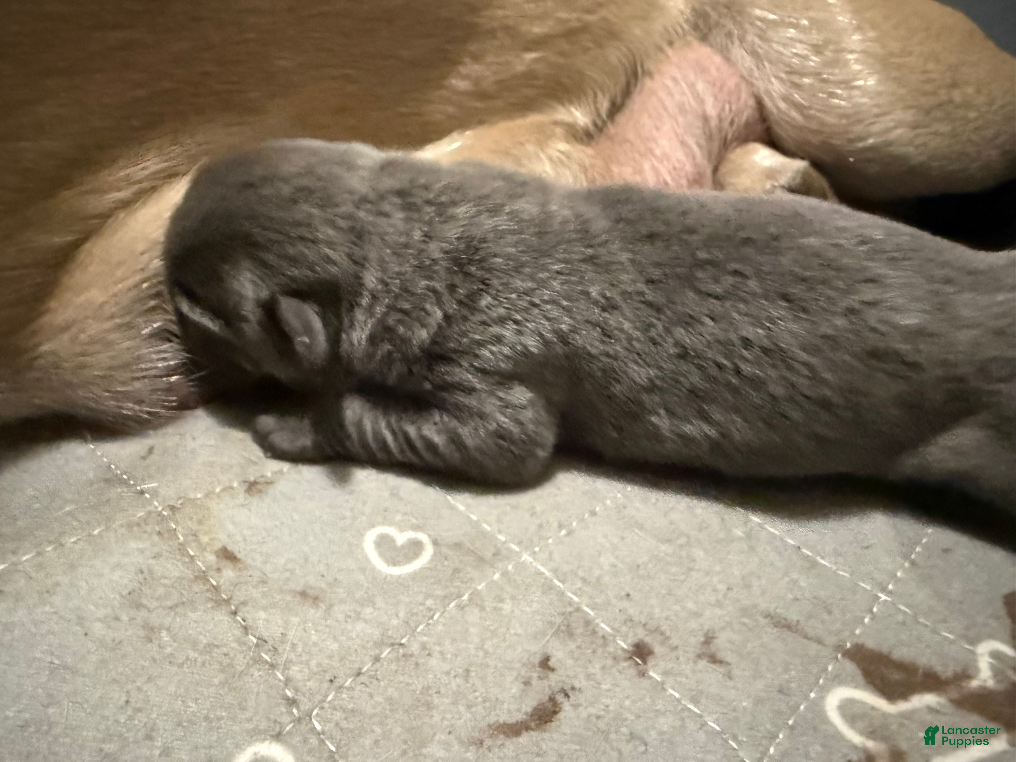 Cane Corso dogs Spud  - Ad 1