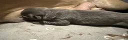 Cane Corso dogs for sale: Spud  - Ad 1