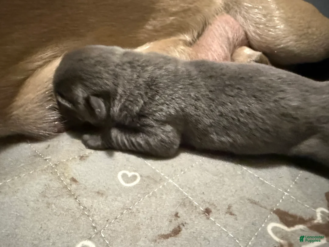 Cane Corso dogs for sale: Spud  - Ad 1