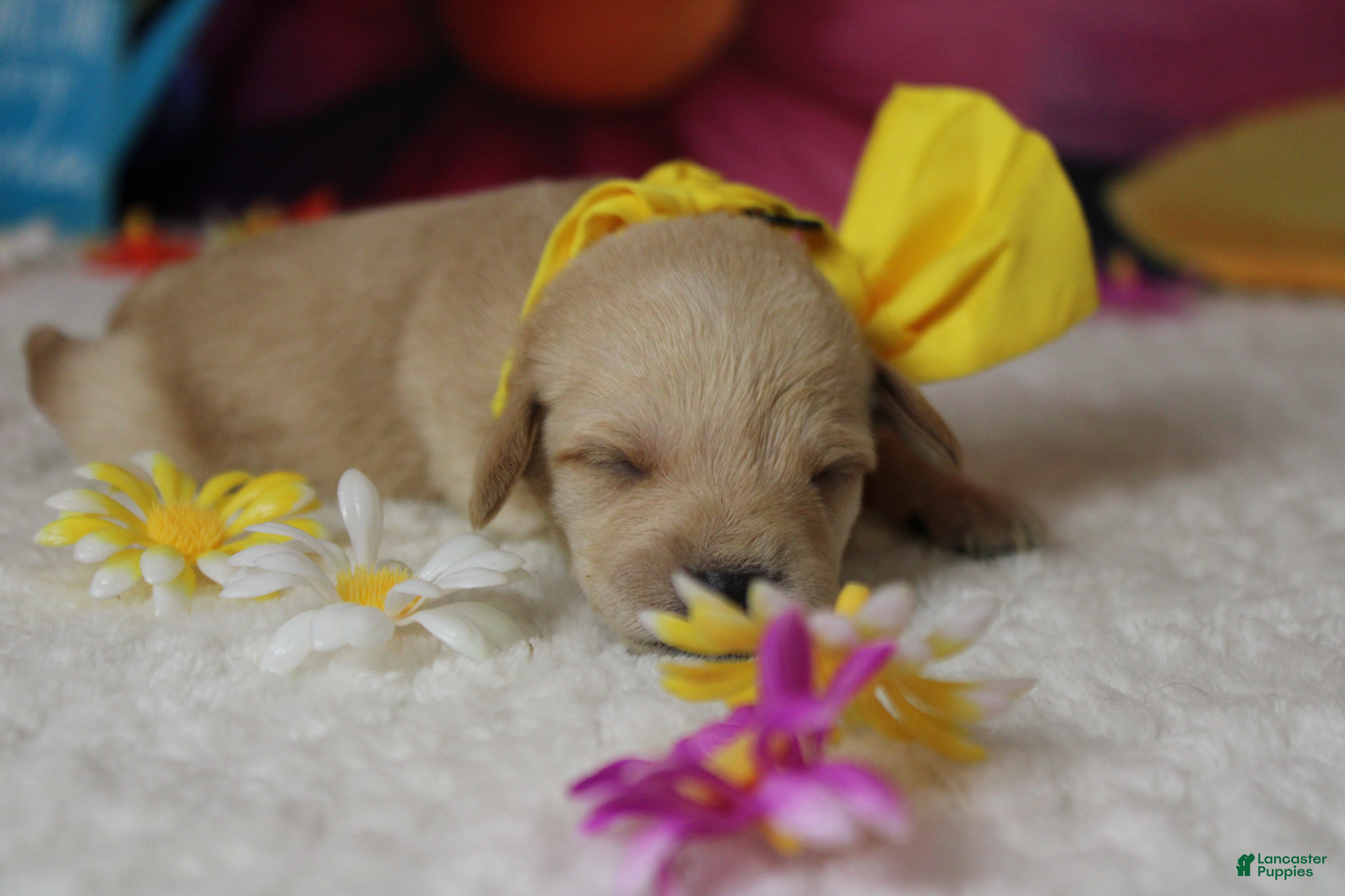 Schnoodle dogs Merlot  - Ad 10