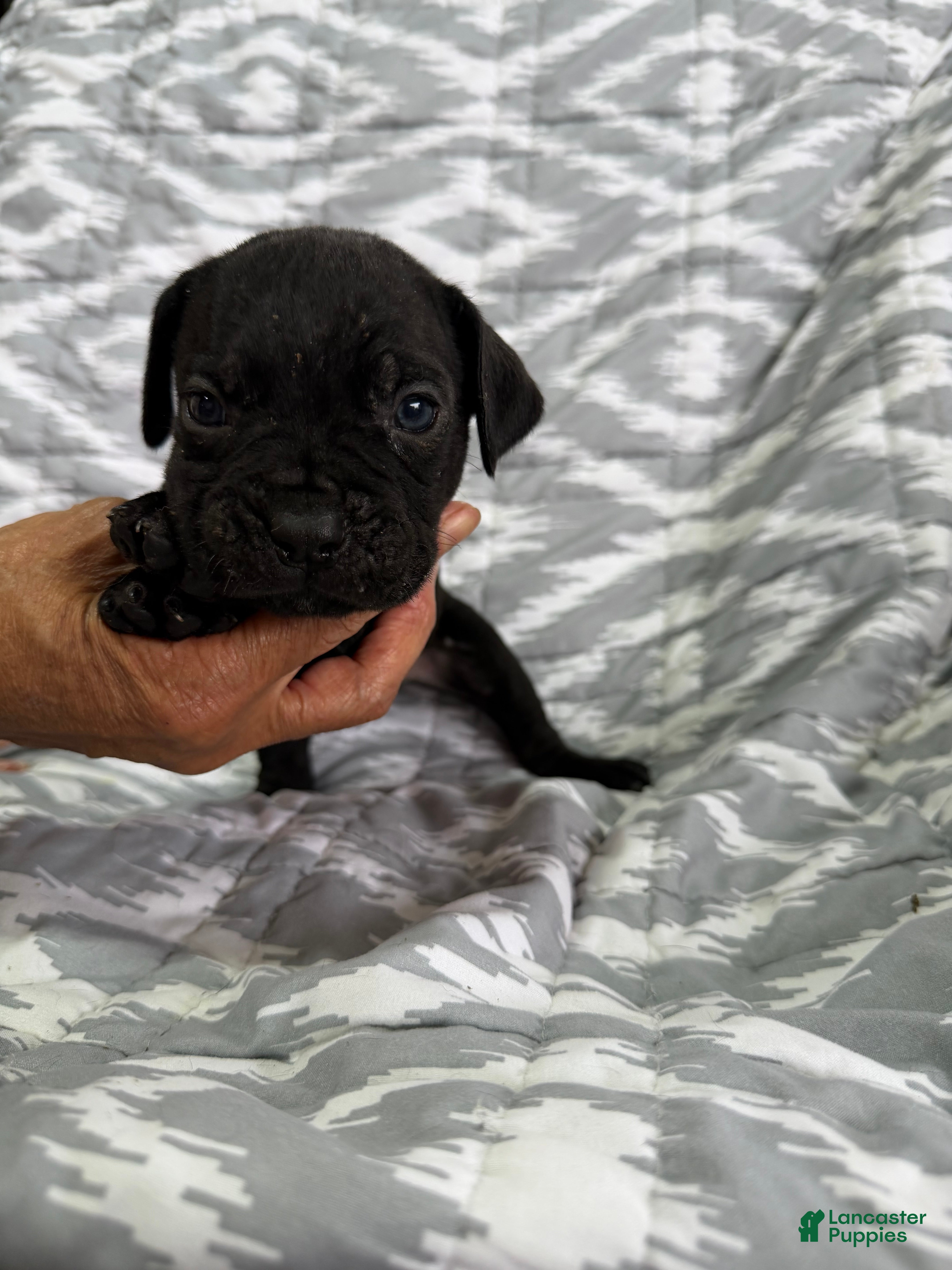 Cane Corso dogs Sadie - Ad 1