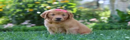Golden Retriever dogs for sale: Sage - Ad 4