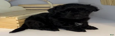 Duke
