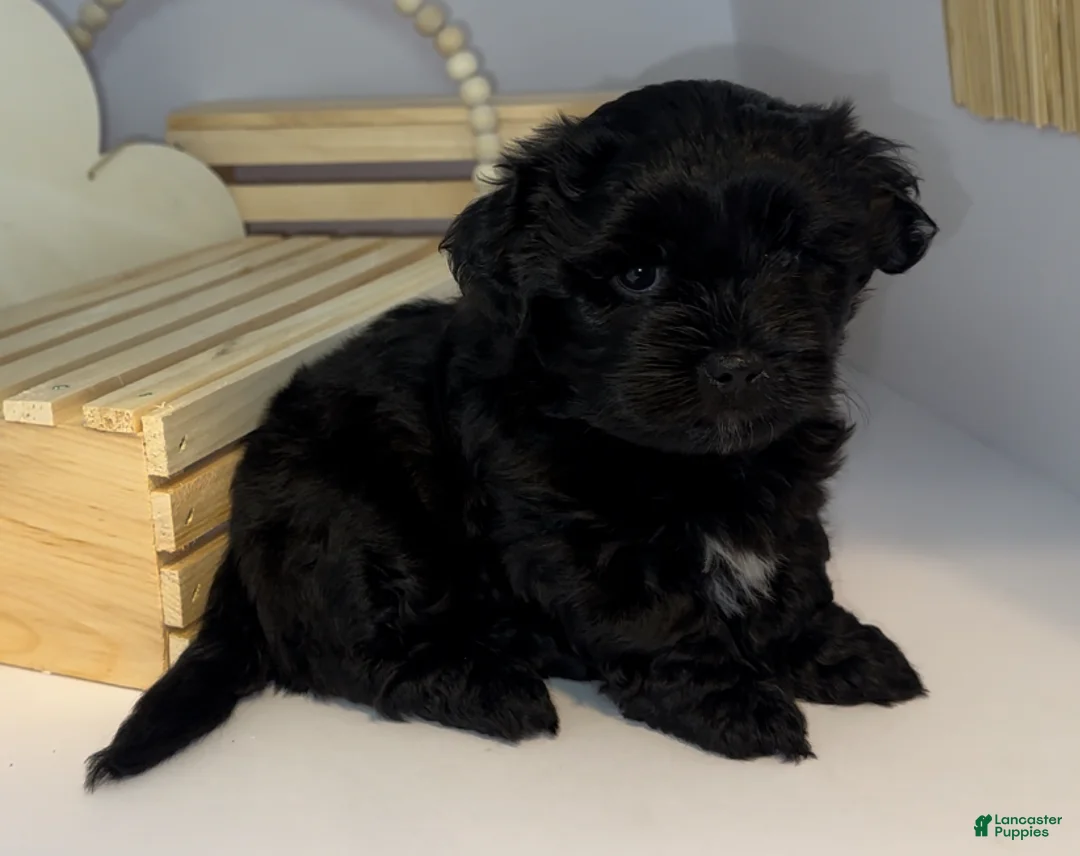 Mixed Breed dogs for sale: Duke - Ad 1