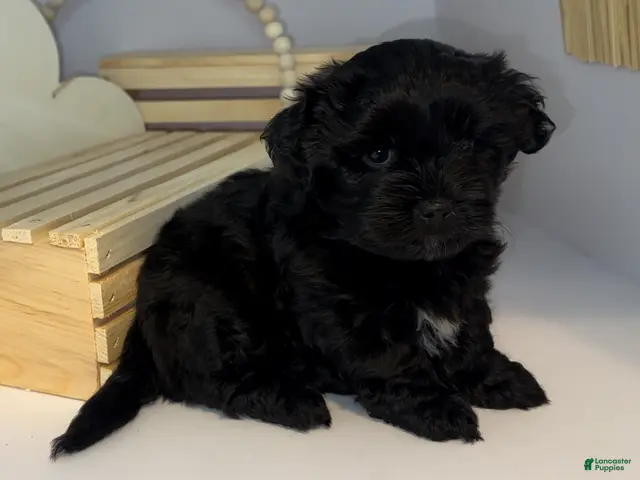 Mixed Breed dogs for sale: Duke - Ad 1
